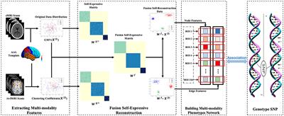 Identification and discovery of imaging genetic patterns using fusion self-expressive network in major depressive disorder